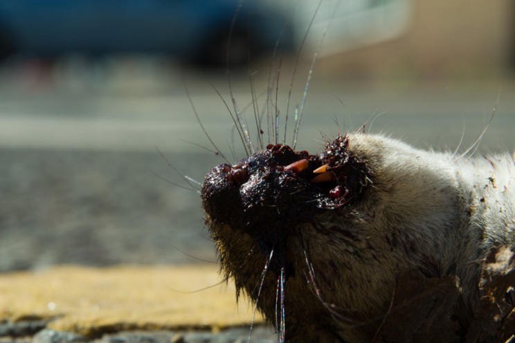 A road kill, a squirrel victimized by a metallic beast, 2011